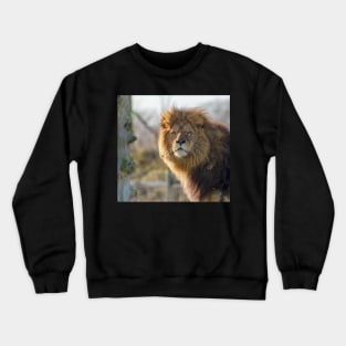 Majestic male lion Crewneck Sweatshirt